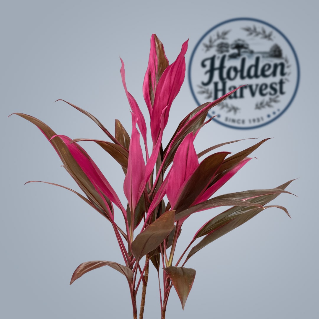 Cordyline-red